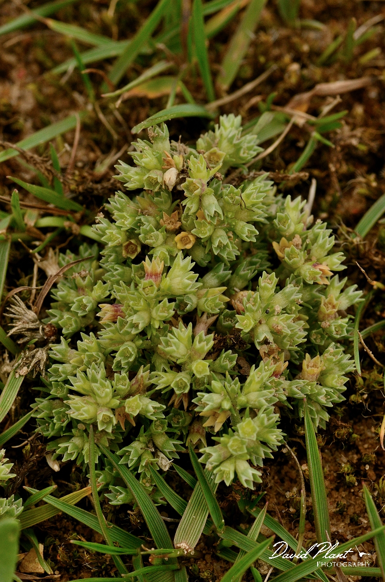 David Plant Photography - Wildlife Photography - Annual knawel - A.jpg - Annual knawel -  Suffolk